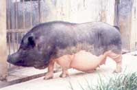 BLTP90.jpg(8664�ֽ�)