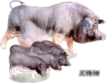 BLTP91.gif(25598�ֽ�)