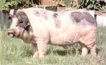 BLTP93.jpg(10432�ֽ�)